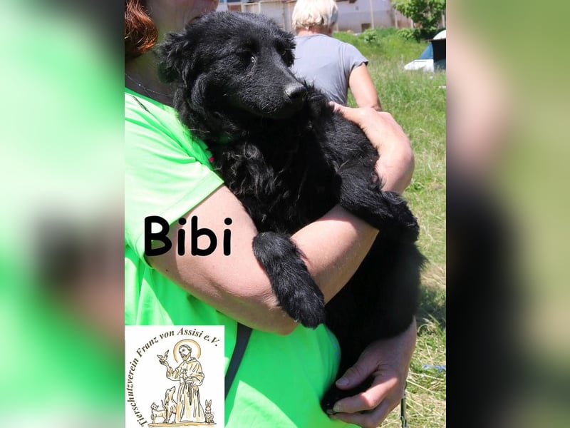 Bibi – nicht laut, nicht wild, aber echt! Bibi – nicht laut, nicht wild, aber echt!