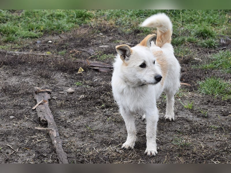Aufgeweckte Tiffy sucht ihre Familie