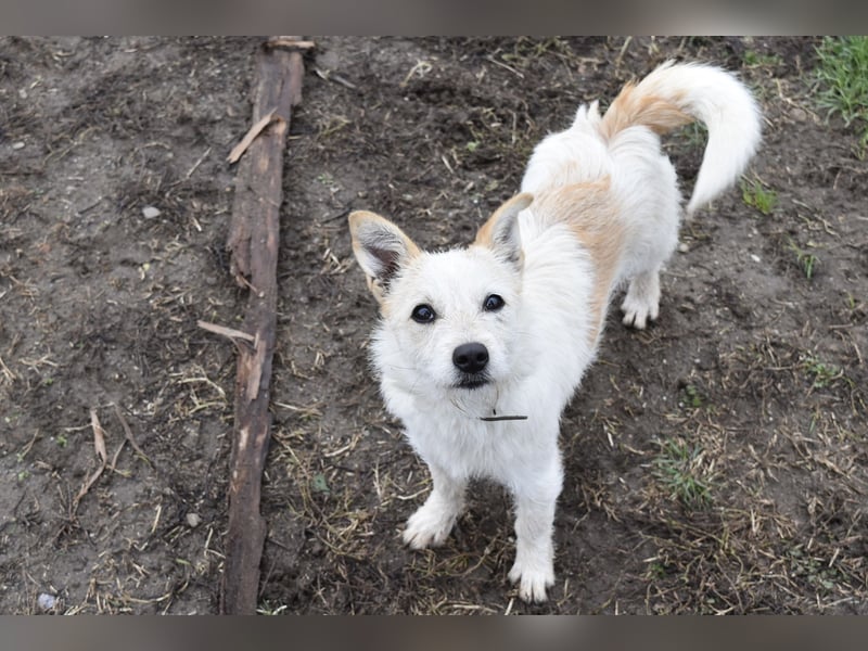 Aufgeweckte Tiffy sucht ihre Familie