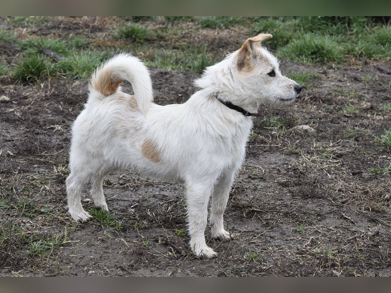 Aufgeweckte Tiffy sucht ihre Familie