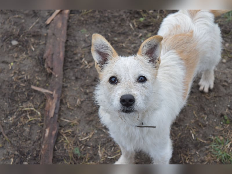 Aufgeweckte Tiffy sucht ihre Familie