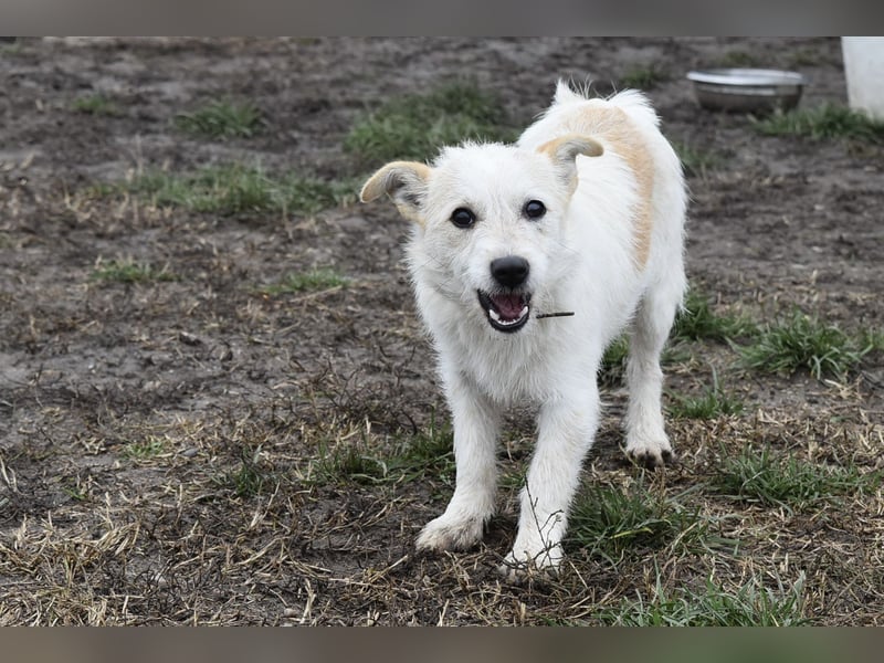 Aufgeweckte Tiffy sucht ihre Familie