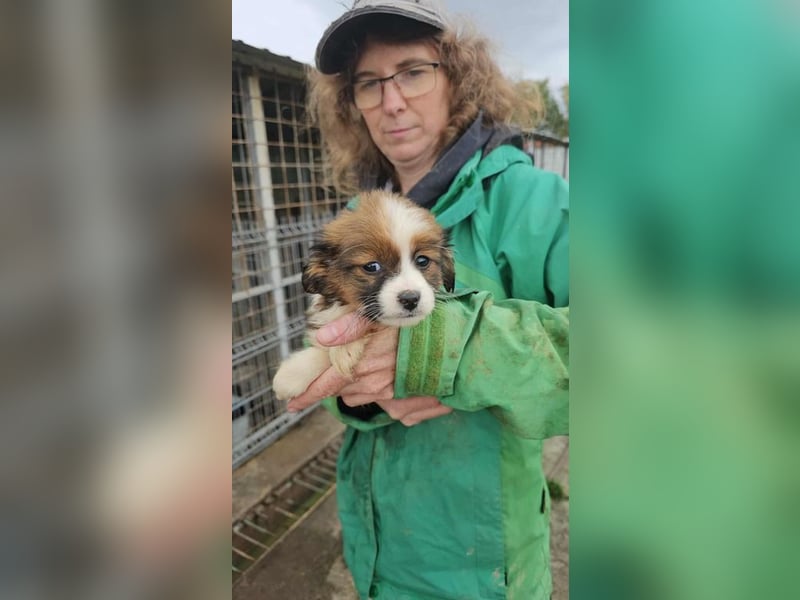 Noemi wartet im öffentlichen Tierheim auf dich