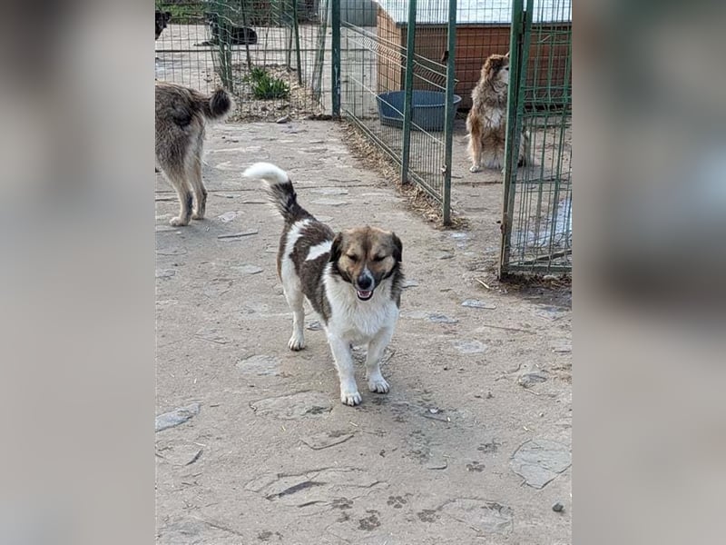 Snagov, kleiner Macho sucht seine Menschen