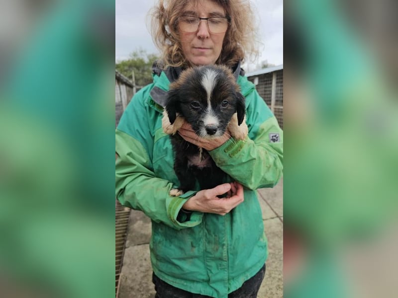 Greta bald auf Pflegestelle Greta bald auf Pflegestelle