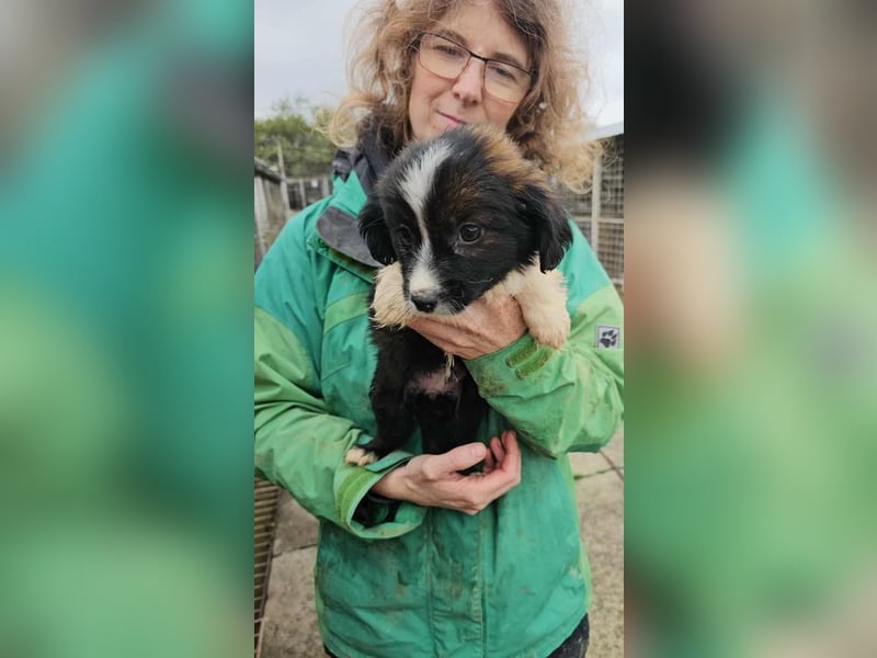 Greta bald auf Pflegestelle Greta bald auf Pflegestelle