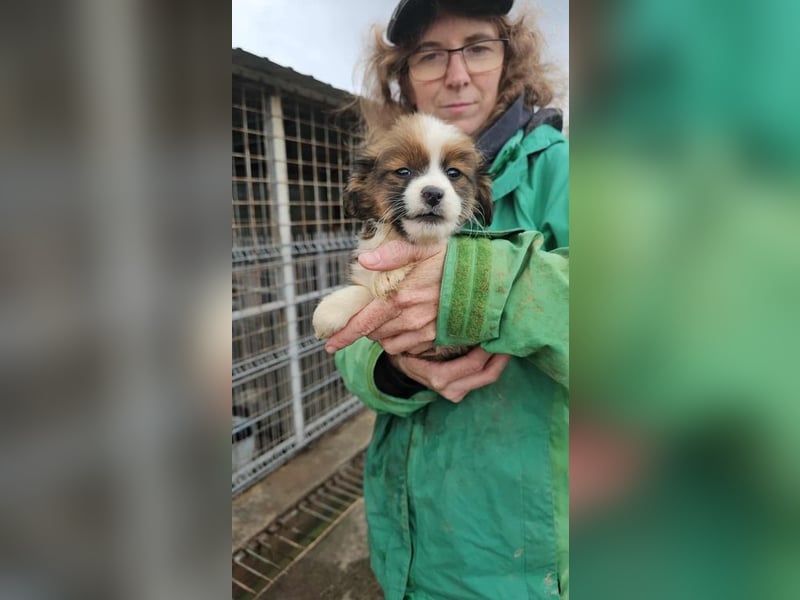 Noemi wartet im öffentlichen Tierheim auf dich