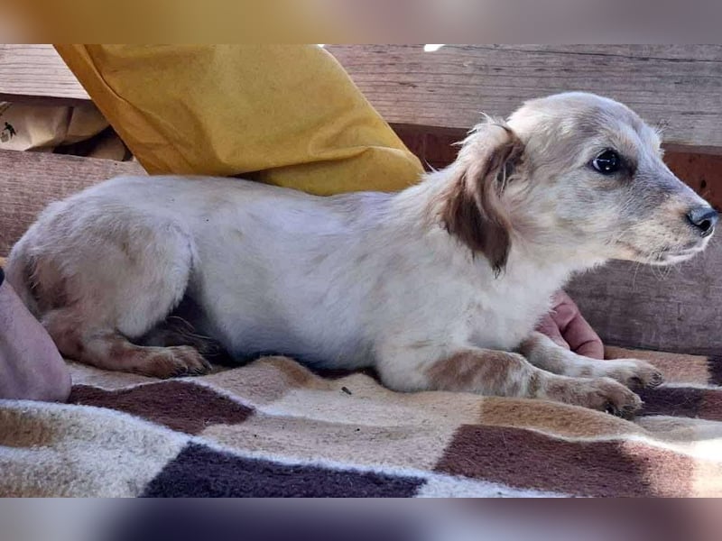 Freya – kleinbleibendes Hundekind zum Dahinschmelzen