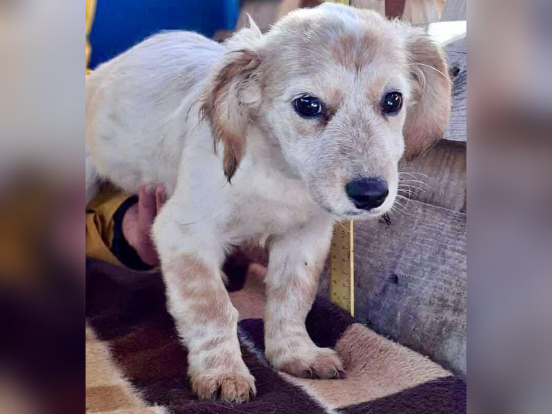 Freya – kleinbleibendes Hundekind zum Dahinschmelzen