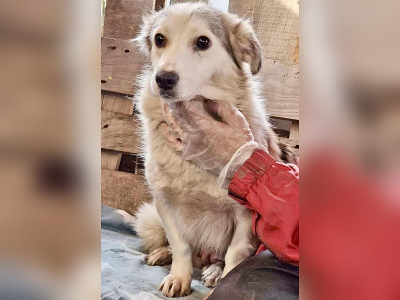 Lora – sanfte Maus braucht ruhiges Nest Lora – sanfte Maus braucht ruhiges Nest