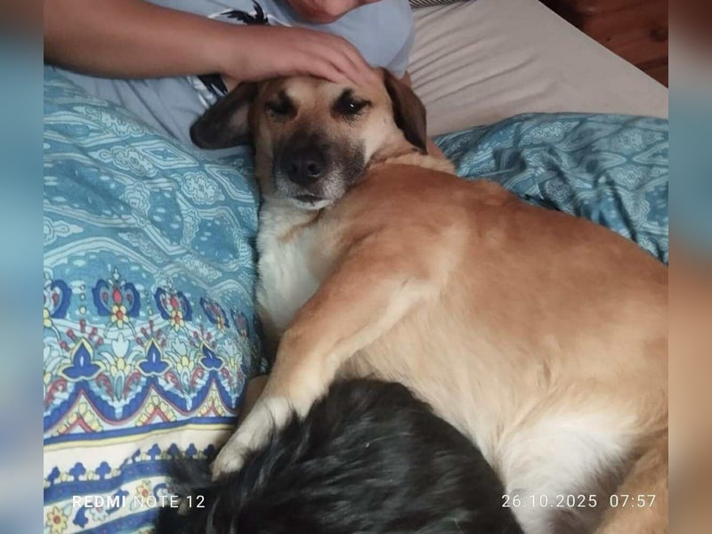 Strolch sucht sein Zuhause