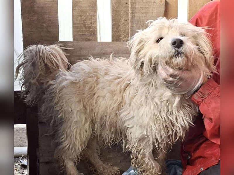 Leon – kleiner Hundejunge mit Charme Leon – kleiner Hundejunge mit Charme