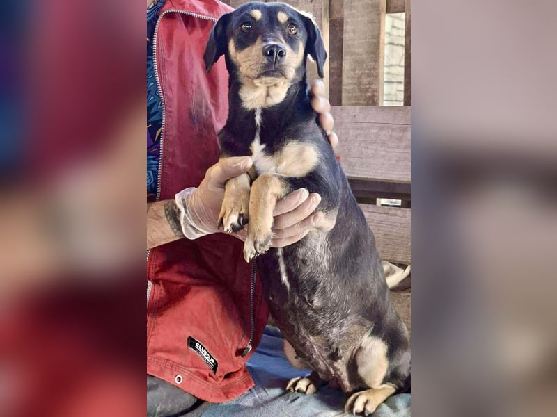 Kleine Fee – zauberhaftes Wesen