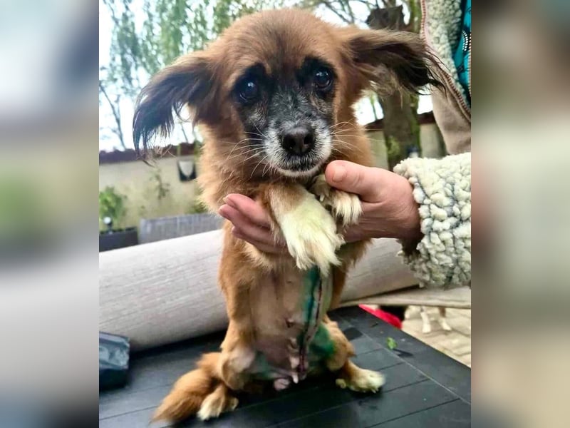 Lilo - klein, dankbar und verkuschelt