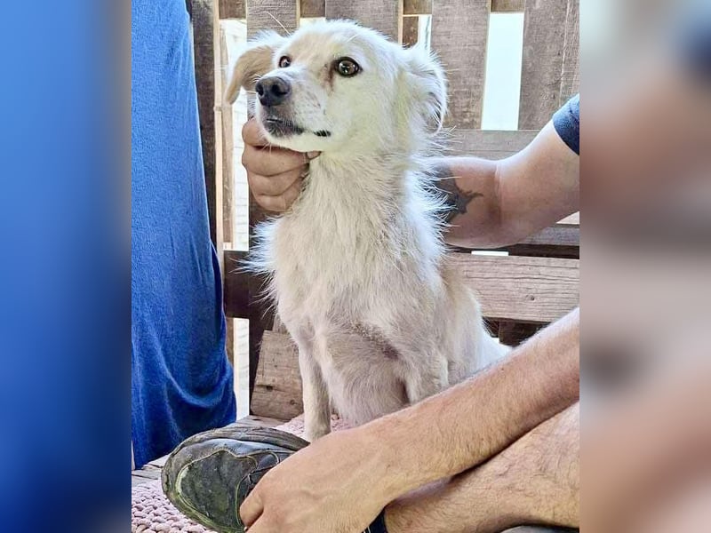 Amara muss dringend raus aus dem Shelter