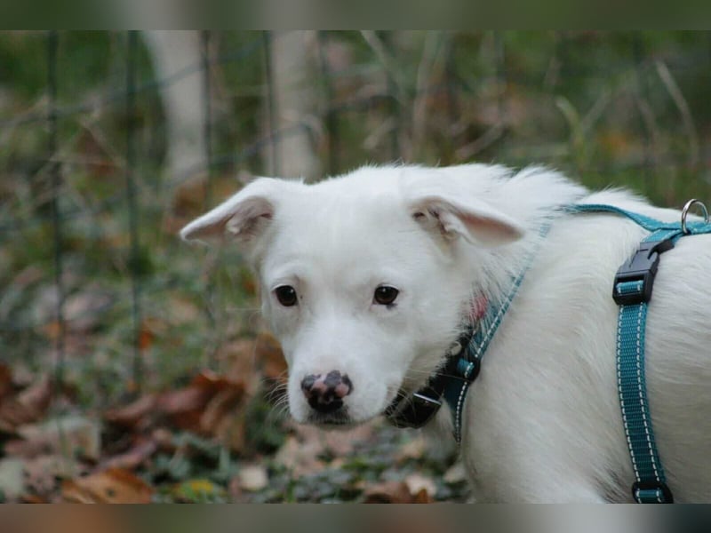Schneeflöckchen Orla sucht ihr Glück!