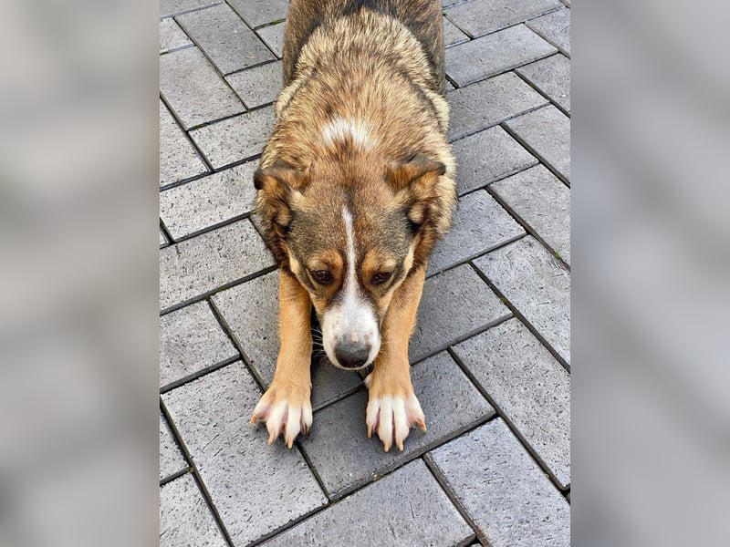 Ich bin Izzy - deine zukünftige Sofa-Partnerin mit Fell!