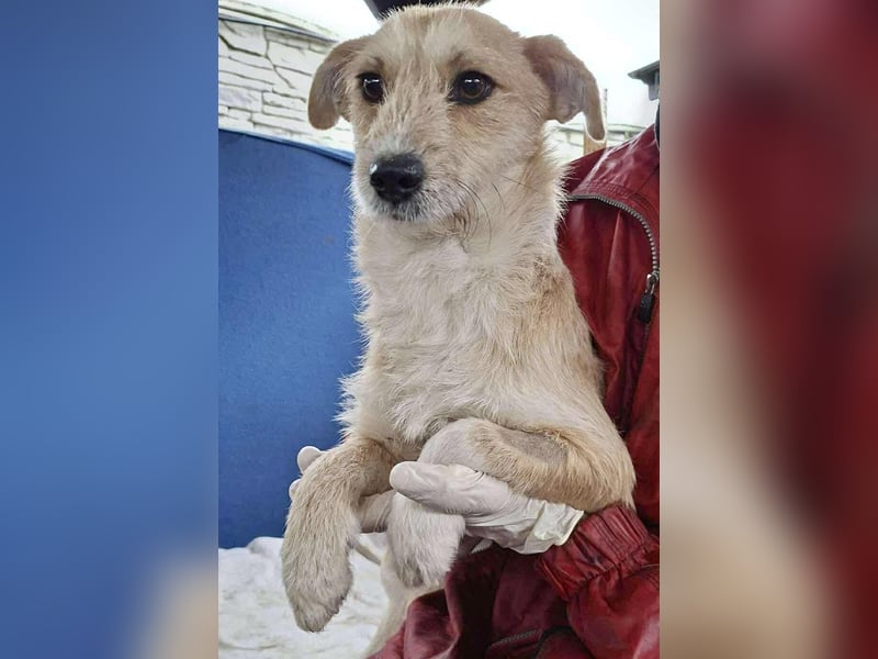 Frida - verschmust & freundlich