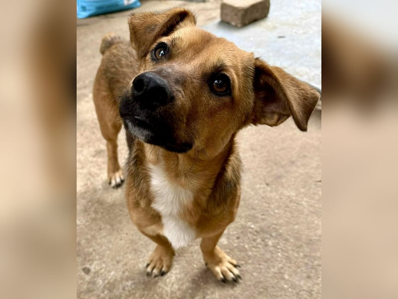 Spiky - süßer kleiner Dackel-Mix Spiky - süßer kleiner Dackel-Mix