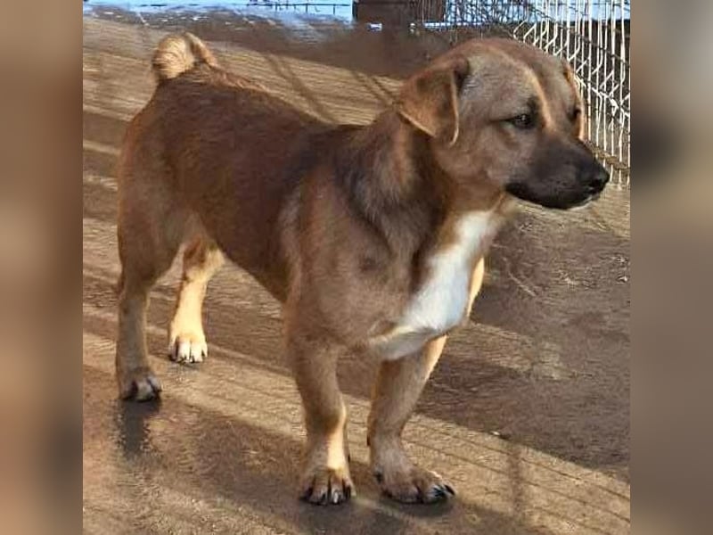 Spiky - süßer kleiner Dackel-Mix Spiky - süßer kleiner Dackel-Mix