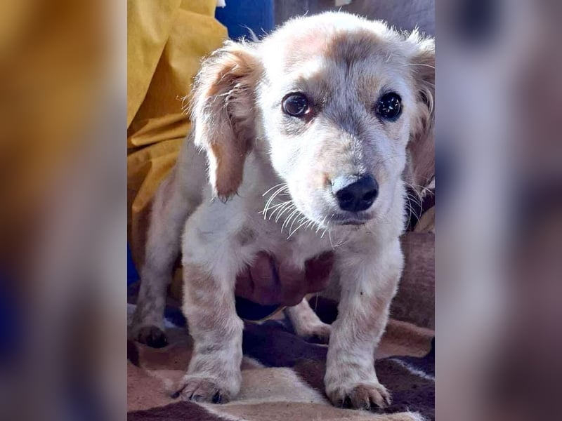Freya – kleinbleibendes Hundekind zum Dahinschmelzen