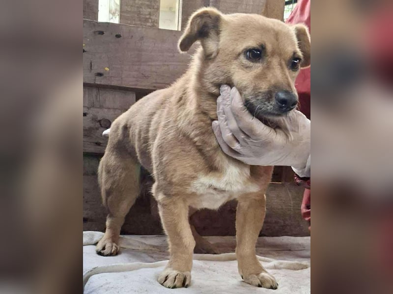 Mona sucht Sicherheit & Ruhe