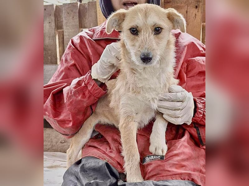 Frida - verschmust & freundlich