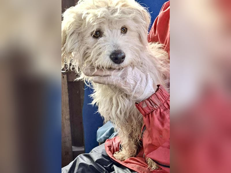 Leon – kleiner Hundejunge mit Charme Leon – kleiner Hundejunge mit Charme