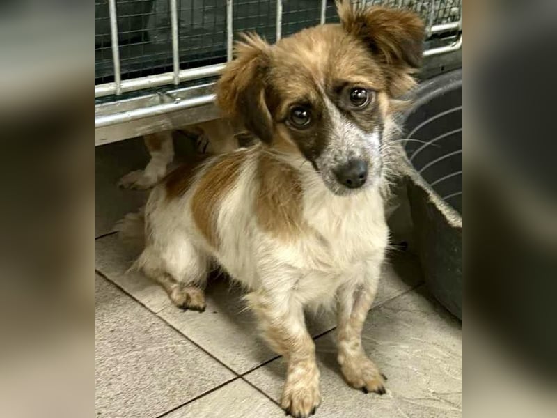 Nori - freundlich & katzenverträglich