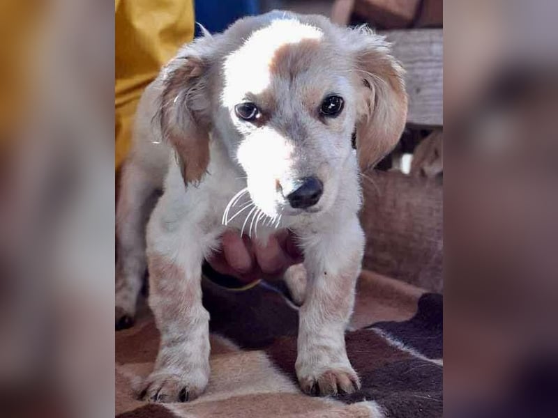 Freya – kleinbleibendes Hundekind zum Dahinschmelzen
