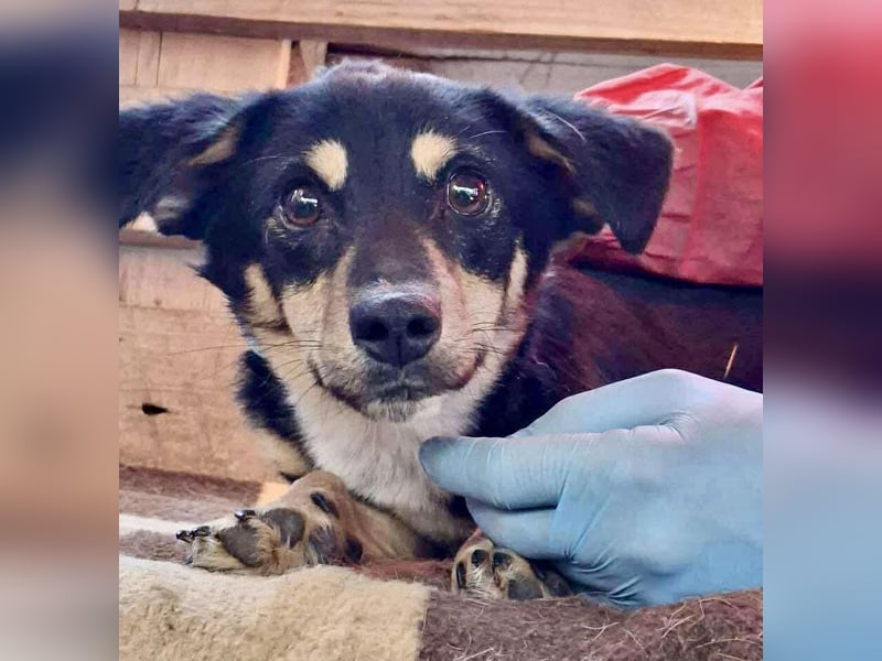 Junghund Frodo – kleiner Pfötchengeber & großer Schmuser