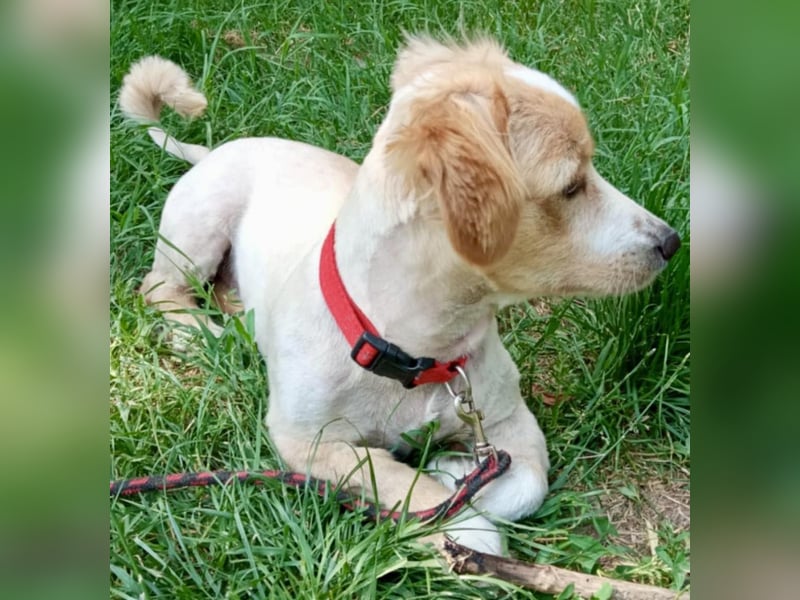 Milan – 7 Monate junger Kurzbein-Charmeur