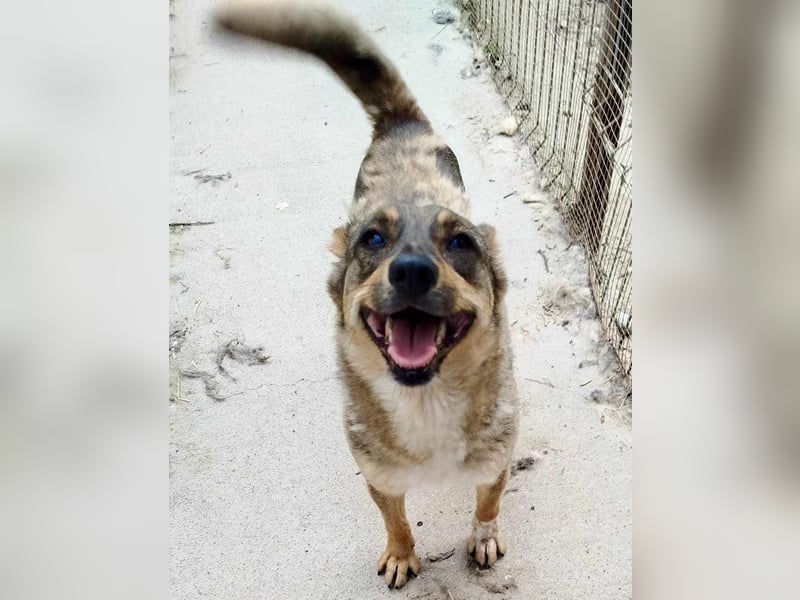 Susi - liebevolle Schmuserin