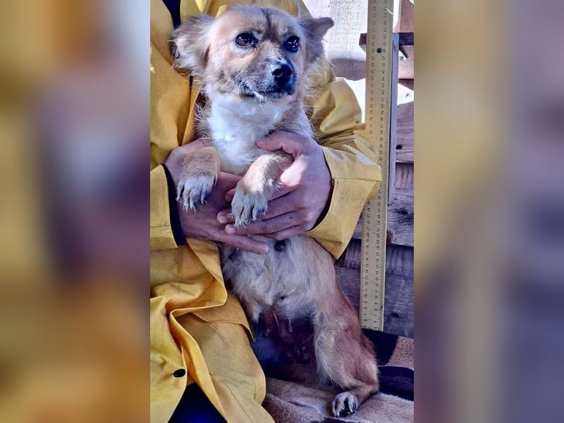 Kleine Frida – 6 kg Liebe auf vier Pfoten