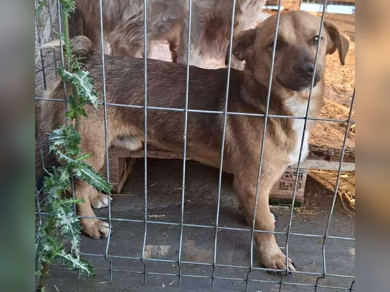 Spiky - süßer kleiner Dackel-Mix Spiky - süßer kleiner Dackel-Mix