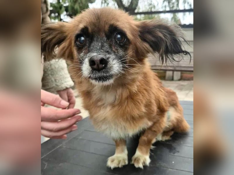 Lilo - klein, dankbar und verkuschelt