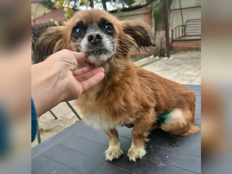 Lilo - klein, dankbar und verkuschelt