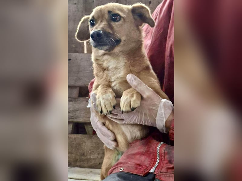 Mona sucht Sicherheit & Ruhe