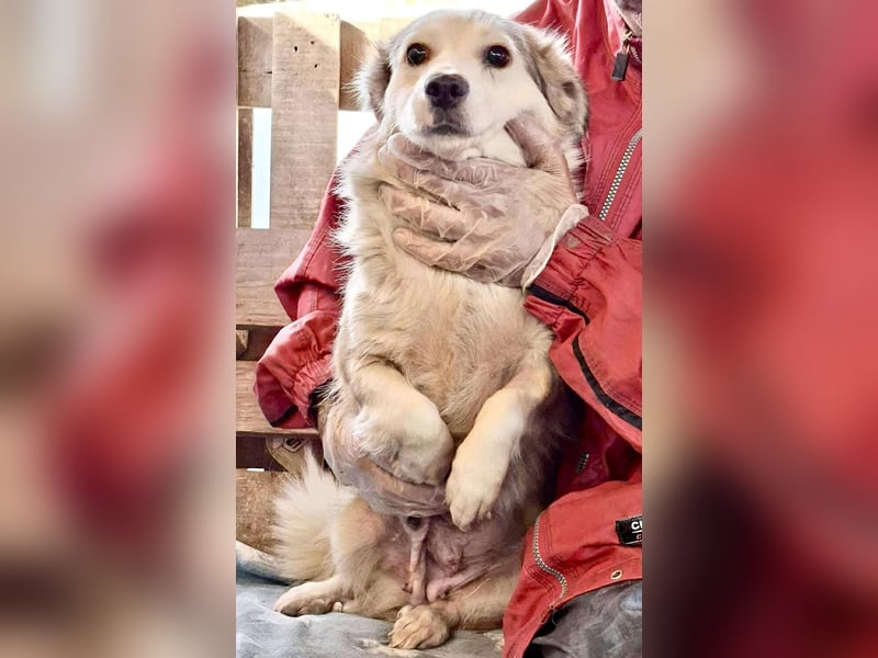 Lora – sanfte Maus braucht ruhiges Nest Lora – sanfte Maus braucht ruhiges Nest