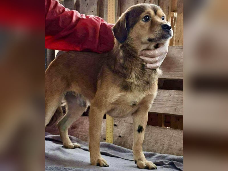 Rocky – kleine Knutschkugel