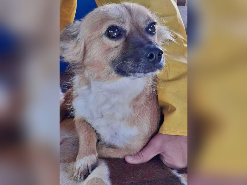 Kleine Frida – 6 kg Liebe auf vier Pfoten