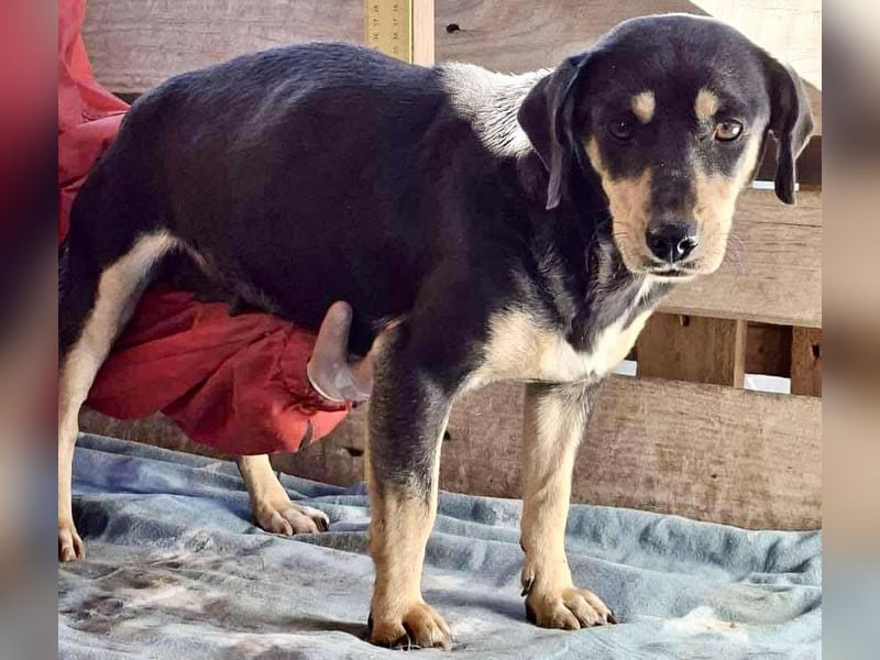 Kleine Fee – zauberhaftes Wesen