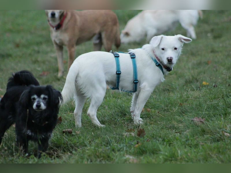 Schneeflöckchen Orla sucht ihr Glück!