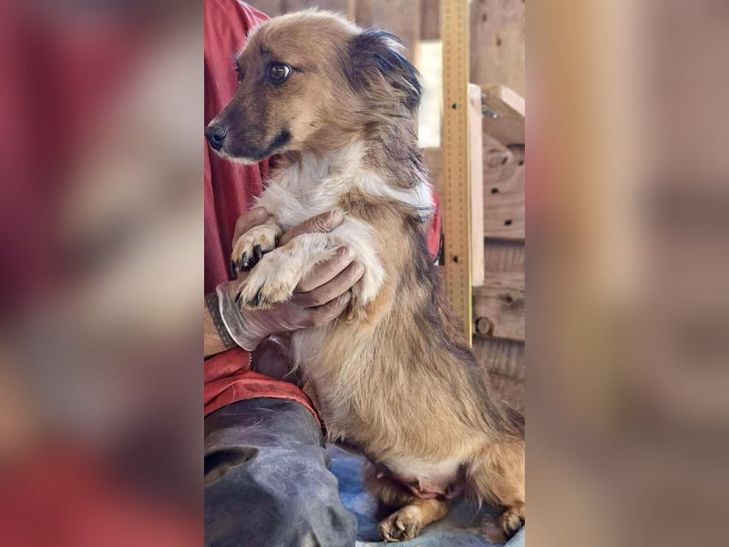 Mina - freundliche Schmusemaus