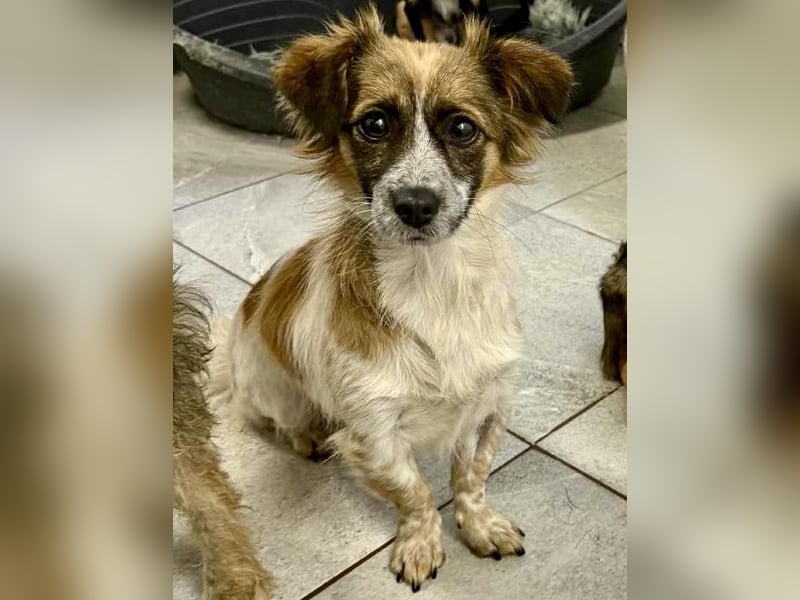 Nori - freundlich & katzenverträglich