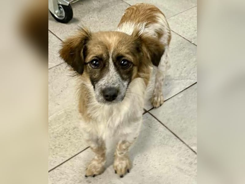 Nori - freundlich & katzenverträglich