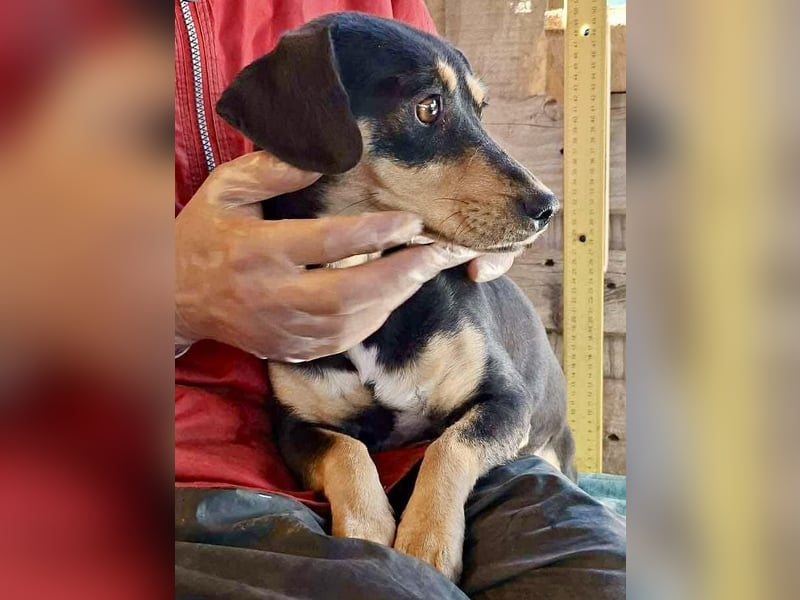 Kleine Fee – zauberhaftes Wesen