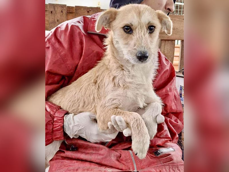 Frida - verschmust & freundlich