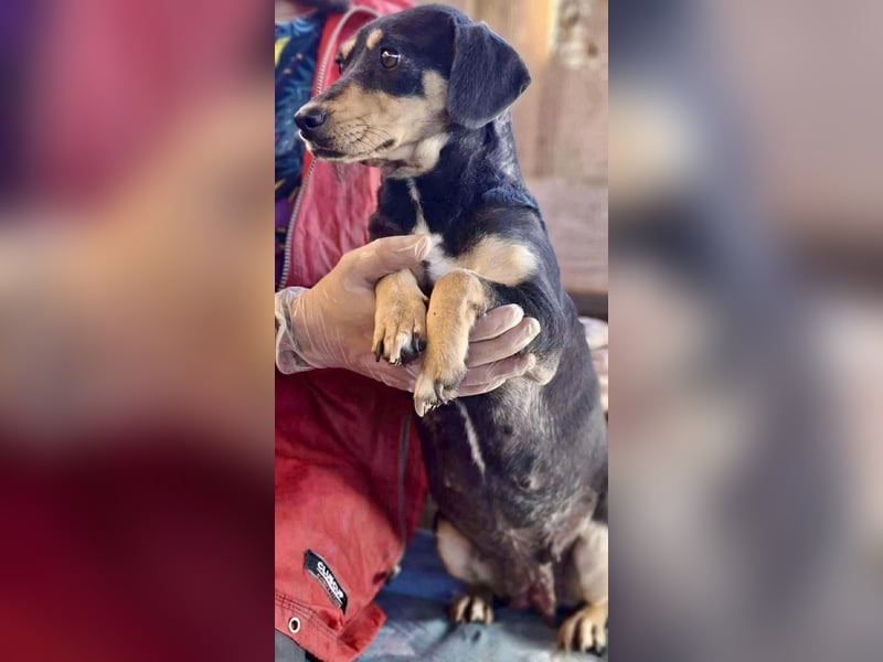 Kleine Fee – zauberhaftes Wesen