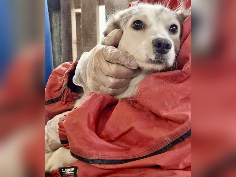 Lora – sanfte Maus braucht ruhiges Nest Lora – sanfte Maus braucht ruhiges Nest